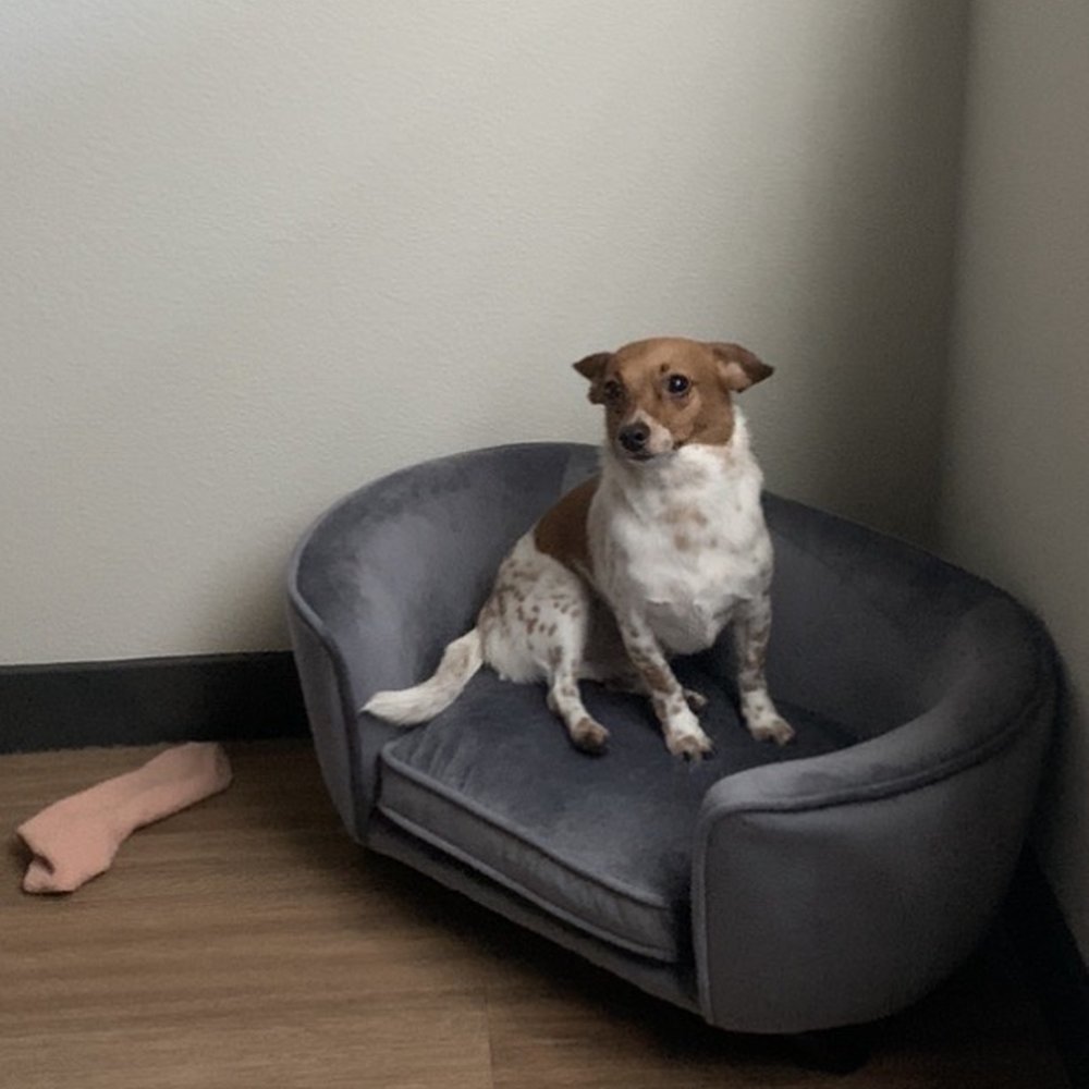 Rachel's Dog Grooming - King after his bath and nail trim 07-17-20 - Pet Groomers Near Me - Milpitas, California Rachel's Dog Grooming - King after his bath and nail trim 07-17-20 - Pet Groomers Near Me - Milpitas, California