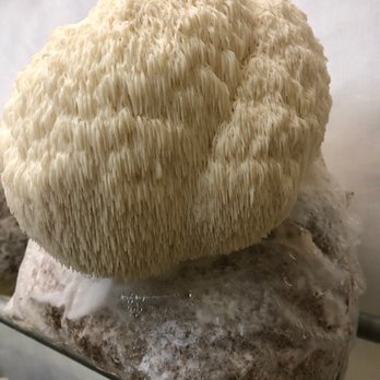 Elevated mushrooms - Lions Mane - Vitamins & Supplements Near Me - Englewood, Colorado Elevated mushrooms - Lions Mane - Vitamins & Supplements Near Me - Englewood, Colorado