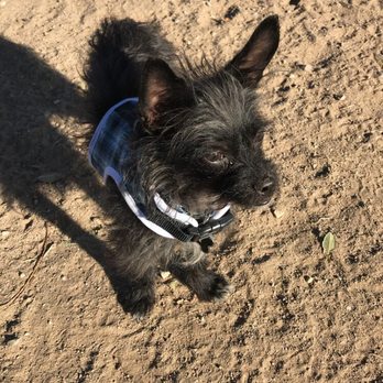 Desert Breeze Dog Park - Logan enjoying the nice weather - Dog Parks Near Me - Las Vegas, Nevada Desert Breeze Dog Park - Logan enjoying the nice weather - Dog Parks Near Me - Las Vegas, Nevada