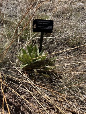 Santa Fe Botanical Garden by null