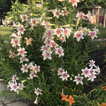White Flower Farm - Casa Blanca Lily from White Flower Farm!!! Perfection! - Nurseries & Gardening Near Me - Morris, Connecticut White Flower Farm - Casa Blanca Lily from White Flower Farm!!! Perfection! - Nurseries & Gardening Near Me - Morris, Connecticut