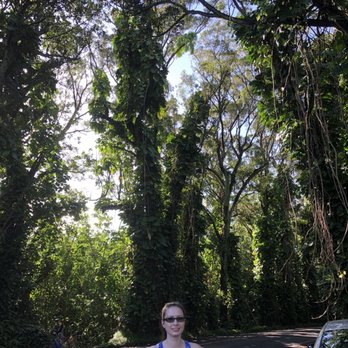 Maluhia Road Tree Tunnel - Landmarks & Historical Buildings Near Me Maluhia Road Tree Tunnel - Landmarks & Historical Buildings Near Me