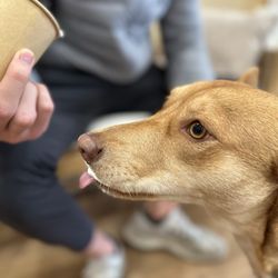 Diamond Coffee N’ Pastry - Pup cup