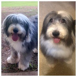 Stewie was adorable before Shaggie Dog Salon but he was ready for a photo shoot after!!! Stewie was adorable before Shaggie Dog Salon but he was ready for a photo shoot after!!!