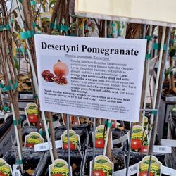 Cal Poly Pomona Farm Store - Pomegranate tree plants in nursery area