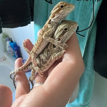 Mark's Ark - Our babies Chomp (bottom) Char (top) - Pet Stores Near Me - Greenacres, Florida