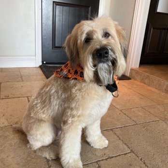 Posh Pooch - Scout,  apres-Posh Groom and Style - Pet Groomers Near Me - Seal Beach, California