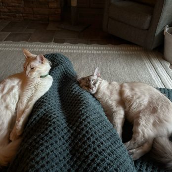Merveilleux Cats - Pet Breeders Near Me Merveilleux Cats - Pet Breeders Near Me