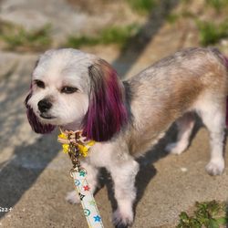 RK Dog and Cat grooming - My dog was groomed and colored !! She looks amazing RK grooming has good customer service and very great work