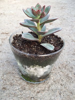 Early Bird Farm by null