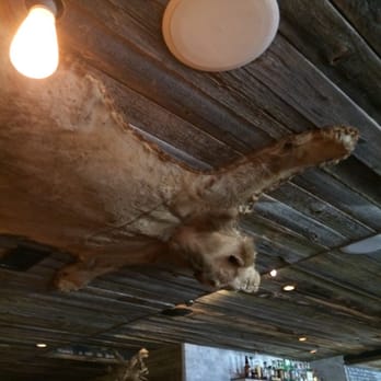 Lion Pelt On The Ceiling And A Squirrel Riding A Raccoon Am I