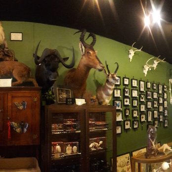 Curious Nature - Inside. - Antiques Near Me - Phoenix, Arizona
