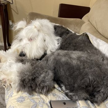 Salty Dog Wash - All clean and cozy after a couple hours at the Salty Dog - Pet Groomers Near Me - Galveston, Texas Salty Dog Wash - All clean and cozy after a couple hours at the Salty Dog - Pet Groomers Near Me - Galveston, Texas