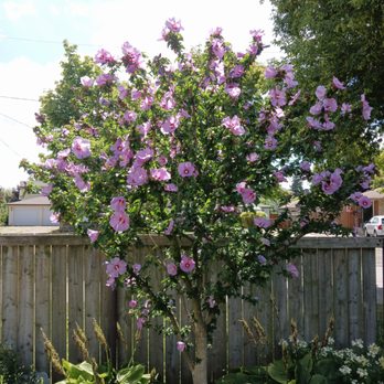 Goodwin's Trees - Tree Services Near Me