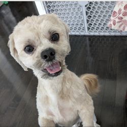 Hollywoof