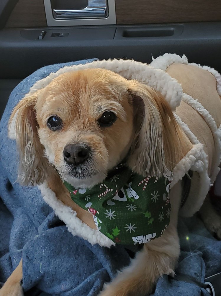 PET PERFECT GROOMING Updated October 2024 108 N Main St, Lonsdale