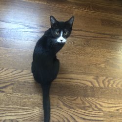Boulevard Veterinary Clinic - Our precious Babycat, gone due to incompetence