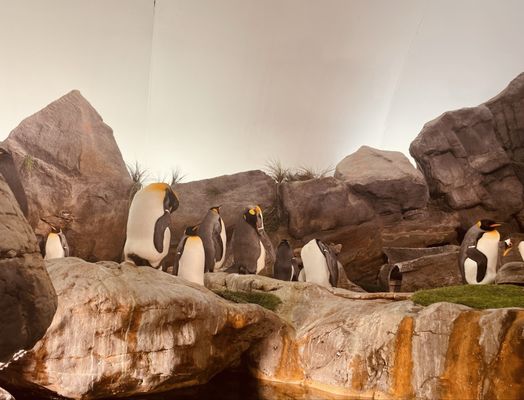 Saint Louis Zoo by null