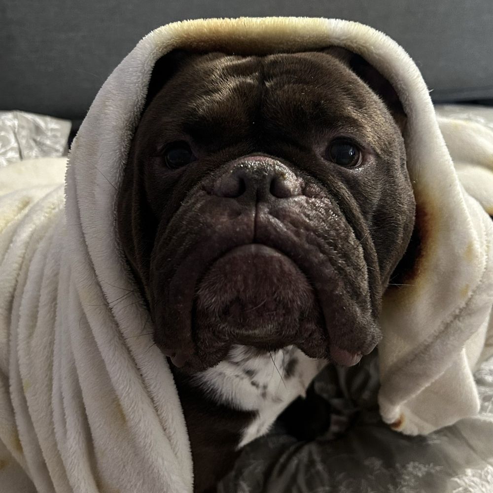 Here's my "babushka hippo" baby, Piggy Smalls