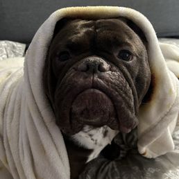 Here's my "babushka hippo" baby, Piggy Smalls Here's my "babushka hippo" baby, Piggy Smalls