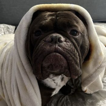 Riverdale Veterinary Group - Here's my "babushka hippo" baby, Piggy Smalls - Veterinarians Near Me - Bronx, New York Riverdale Veterinary Group - Here's my "babushka hippo" baby, Piggy Smalls - Veterinarians Near Me - Bronx, New York