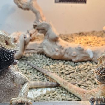 La Habra Pets - Breeding Bearded Dragons - Reptile Shops Near Me - La Habra, California La Habra Pets - Breeding Bearded Dragons - Reptile Shops Near Me - La Habra, California