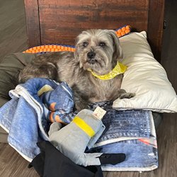 Beauty's Dog Grooming