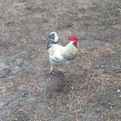Il Branco - Gallo