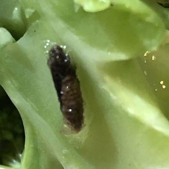 Taisho - Maggot Broccoli - Japanese Near Me - Monrovia, California Taisho - Maggot Broccoli - Japanese Near Me - Monrovia, California