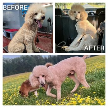 Barks N Bubbles - Pet Groomers Near Me Barks N Bubbles - Pet Groomers Near Me