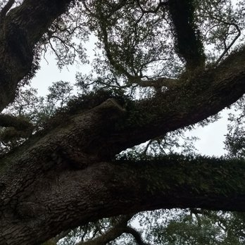 The Big Oak - He's awful hairy! - Landmarks & Historical Buildings Near Me - Thomasville, Georgia