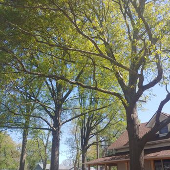 JC Garay Tree & Lawn Service - Tree Services Near Me - Independence, Missouri JC Garay Tree & Lawn Service - Tree Services Near Me - Independence, Missouri