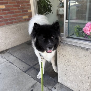 Doggee Club - Pet Stores Near Me - Pasadena, California