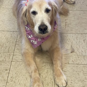 Fantastic Breeds - Emmie - Pet Groomers Near Me - Tappan, New York