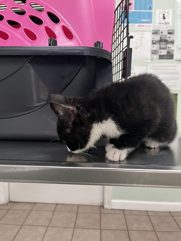 ALL FOR PAWS Updated October 2024 12 Reviews 149 Prospect St