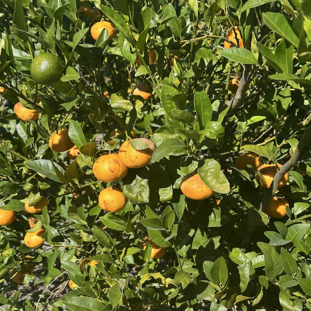 Sunmist Tangerine Farm - Pick Your Own Farms Near Me - Temecula, California