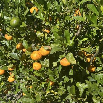 Sunmist Tangerine Farm - Pick Your Own Farms Near Me - Temecula, California
