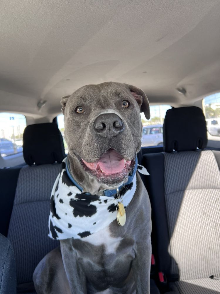 Salty Dogs DIY Dog Wash Image