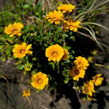 Piha Beach - I absolutely LOVED these beautiful flowers - they were all over the dunes! - Beaches Near Me - Auckland, AUK