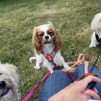 Sleeping Beauty ning stomatolog uchrashuvi porno