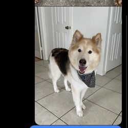 Y'alls Paws Holistic - What was sent to groomer. Note you can see his side here