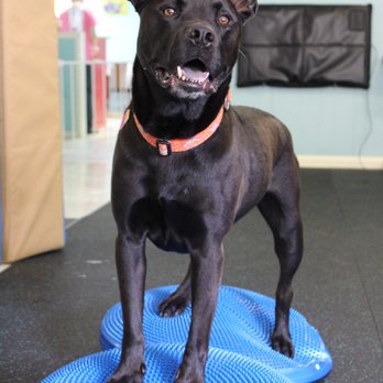 Waghab - Holistic Animal Care Near Me - Asheville, North Carolina Waghab - Holistic Animal Care Near Me - Asheville, North Carolina