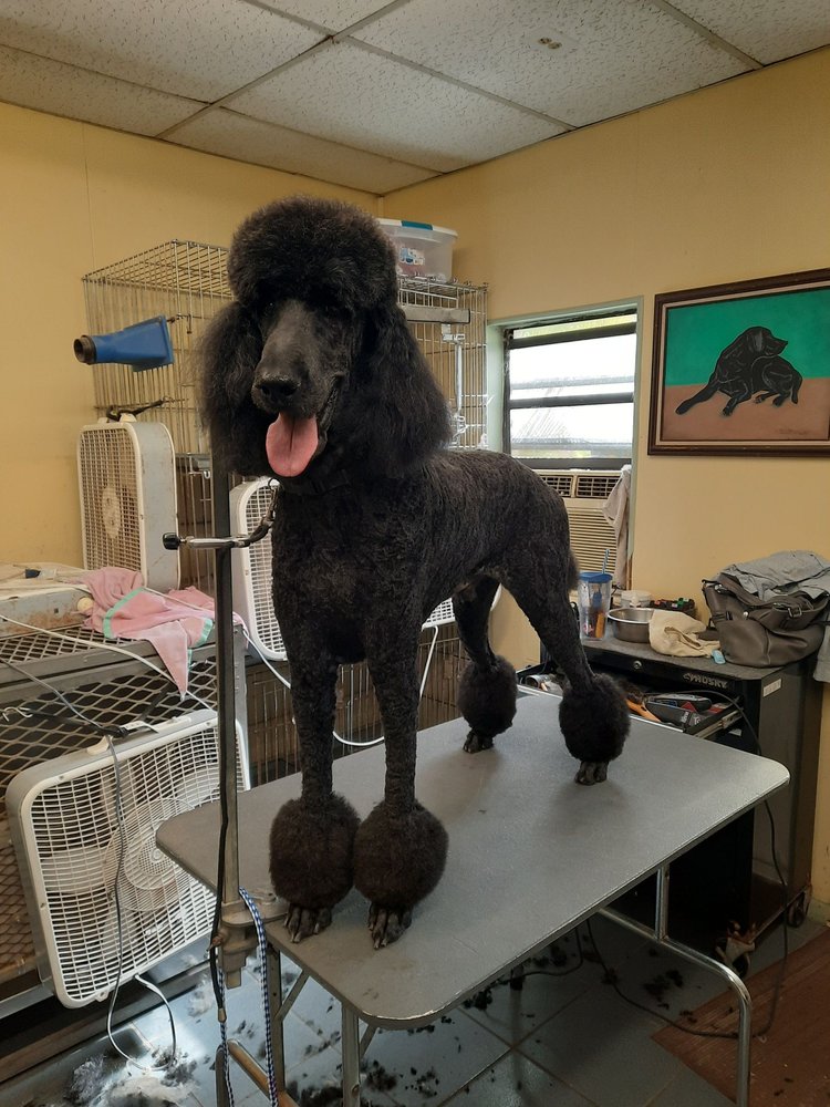 COCOA KENNELS Updated August 2024 13 Photos & 11 Reviews 5575