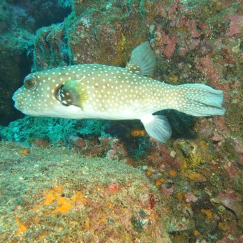 Goose's Scuba Shack - Pufferfish - Scuba Diving Near Me - Dyer, Indiana Goose's Scuba Shack - Pufferfish - Scuba Diving Near Me - Dyer, Indiana