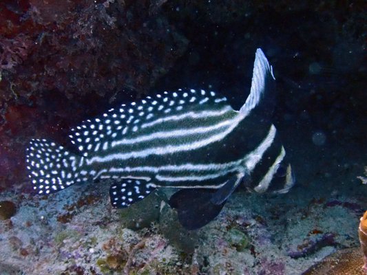 Culebra Divers by null