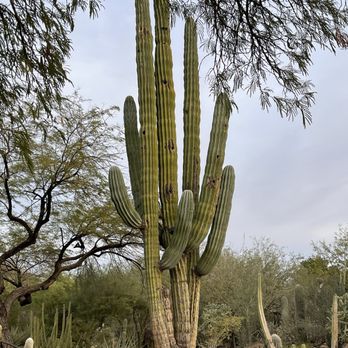 Desert Botanical Garden - Botanical Gardens Near Me - Phoenix, Arizona Desert Botanical Garden - Botanical Gardens Near Me - Phoenix, Arizona