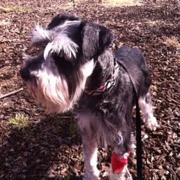 Opie on a potty break while he had to stay for two nights. Opie on a potty break while he had to stay for two nights.