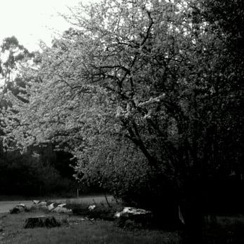 Tilden Regional Park - Spring is coming. - Parks Near Me - Berkeley, California