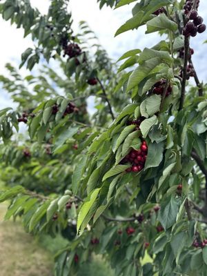 Hood River U-Pick Organic by null