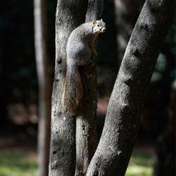 Japanese Garden - Squirrel